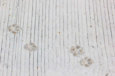 Dog footprints on lines concrete floorの写真素材