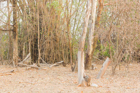 dry forest of countryside in thailandの写真素材