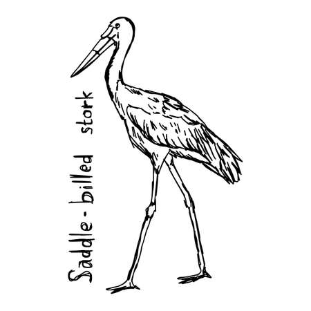 Saddle-billed stork - vector illustration sketch hand drawn with black lines, isolated on white backgroundのイラスト素材