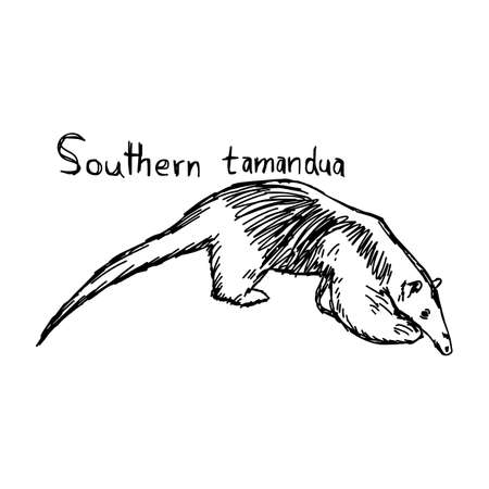 Cute southern tamandua - vector illustration sketch hand drawn with black lines, isolated on white backgroundのイラスト素材