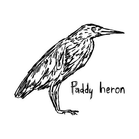 Paddy heron - vector illustration sketch hand drawn with black lines, isolated on white backgroundのイラスト素材