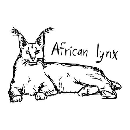African lynx - vector illustration sketch hand drawn with black lines, isolated on white backgroundのイラスト素材