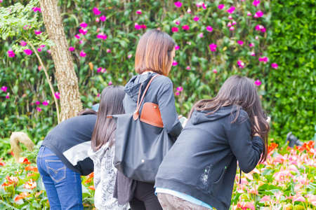 CHIANG RAI, THAILAND - FEBRUARY 12 : Unidentified woman and her daughters taking photo in flower park  on February 12, 2017 in Chiang rai, Thailand.のeditorial素材