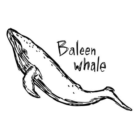 Baleen whale - vector illustration sketch hand drawn with black lines, isolated on white backgroundのイラスト素材