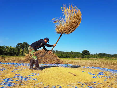 CHIANG RAI, THAILAND - NOVEMBER 23 : unidentified Thai farmer threshing by beating rice to separate seed from the trunks on the ground on November 23, 2016 in Chiang rai, Thailandのeditorial素材