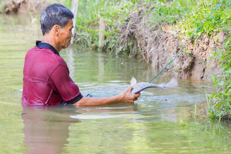 CHIANG RAI, THAILAND - MAY 21 : unidentified man in dark red polo shirt holding tilapia fish in a pond on May 21, 2017 in Chiang rai, Thailand.のeditorial素材