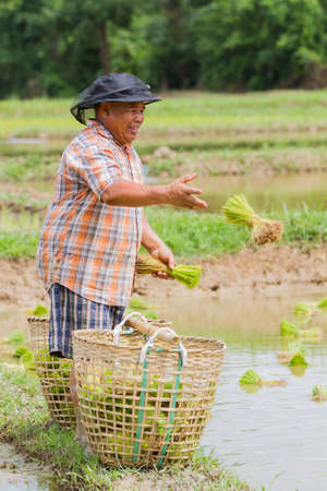 CHIANG RAI, THAILAND - JUNE 16 : Unidentified fat asian farmer throwing rice plants into the field on June 16, 2017 in Chiang rai, Thailand. Vertical photoのeditorial素材