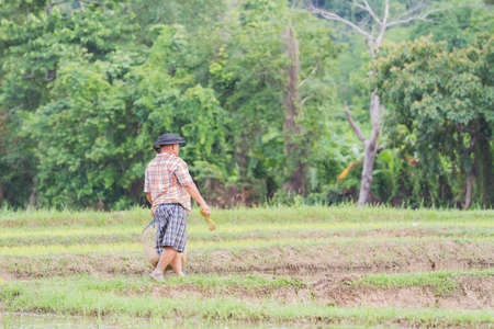 CHIANG RAI, THAILAND - JUNE 16 : Unidentified farmer working rice planting in the field on June 16, 2017 in Chiang rai, Thailand.のeditorial素材