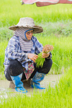 CHIANG RAI, THAILAND - JUNE 16 : Unidentified female farmer binding rice plants in the field on June 16, 2017 in Chiang rai, Thailand. Vertical photo.のeditorial素材