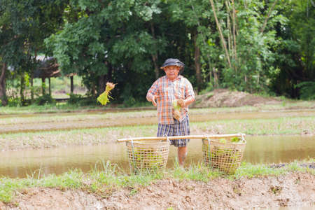 CHIANG RAI, THAILAND - JUNE 16 : Unidentified fat asian farmer throwing rice plants into the field on June 16, 2017 in Chiang rai, Thailand. Horizontal photoのeditorial素材
