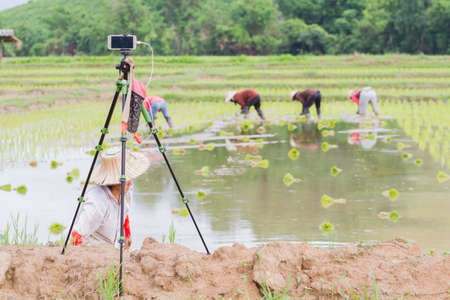CHIANG RAI, THAILAND - JUNE 16 : mobile phone used for shooting time lapse farmers in the rice field for stock photo industry on June 16, 2017 in Chiang rai, Thailand.のeditorial素材