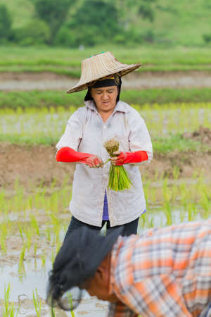 CHIANG RAI, THAILAND - JUNE 16 : Unidentified asian female farmer working rice planting in the field on June 16, 2017 in Chiang rai, Thailand.のeditorial素材