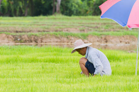 CHIANG RAI, THAILAND - JUNE 16 : Unidentified asian male farmer working rice planting in the field on June 16, 2017 in Chiang rai, Thailand.のeditorial素材