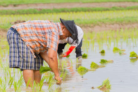CHIANG RAI, THAILAND - JUNE 16 : Unidentified asian fat male farmer working rice planting in the field on June 16, 2017 in Chiang rai, Thailand.のeditorial素材
