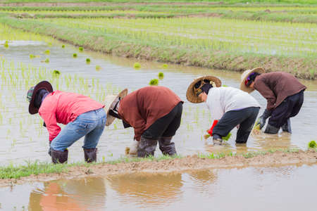 CHIANG RAI, THAILAND - JUNE 16 : Unidentified farmer working rice planting in the field on June 16, 2017 in Chiang rai, Thailand.のeditorial素材