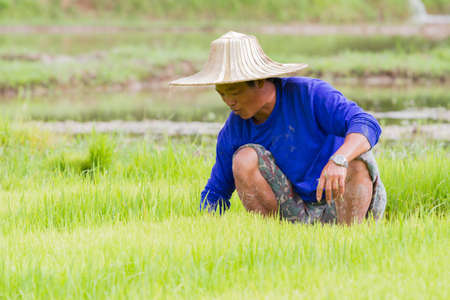 CHIANG RAI, THAILAND - JUNE 16 : Unidentified male farmer in blue t-shirt working rice planting in the field on June 16, 2017 in Chiang rai, Thailand.のeditorial素材
