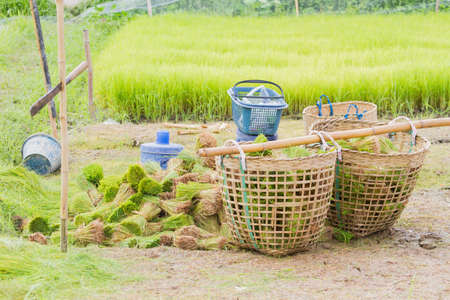 CHIANG RAI, THAILAND - JUNE 16 : rice plant preparing for planting in the field on June 16, 2017 in Chiang rai, Thailand.のeditorial素材