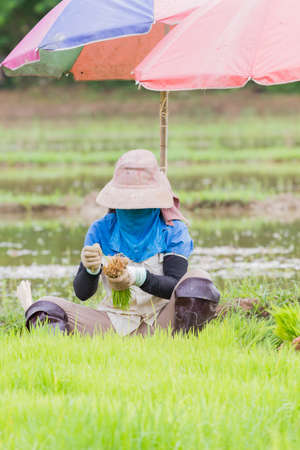 asian female farmer with mask and hat working paddy cultivation in Thailand, vertical photoの写真素材