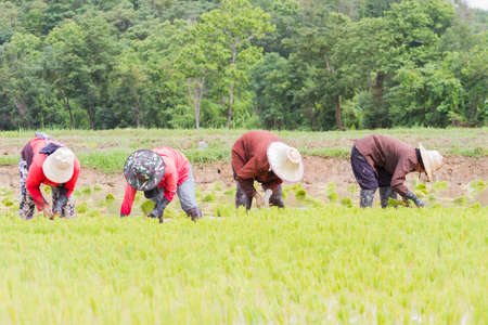 four farmers working rice planting in the field in Thailand.のeditorial素材