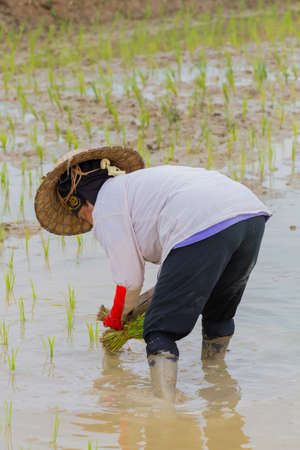 CHIANG RAI, THAILAND - JUNE 16 : Unidentified female farmer working rice planting in the field on June 16, 2017 in Chiang rai, Thailand.のeditorial素材