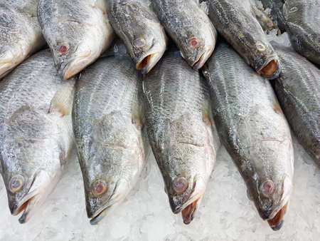 Close-up barramundi in ice sold in supermarket in Thailandの写真素材