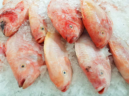 Red Nile tilapia on ice background on supermarket in Thailandの写真素材