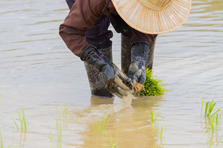 asian female farmer working paddy cultivation in the rice fieldの写真素材