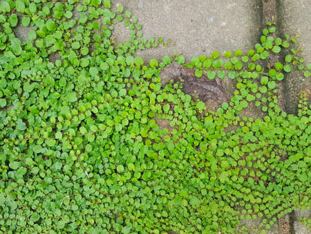 Top view close-up green grass with circle leaves on pathwayの写真素材
