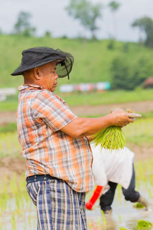 CHIANG RAI, THAILAND - JUNE 16 : Unidentified asian fat male farmer with hat  working rice planting in the field on June 16, 2017 in Chiang rai, Thailand.のeditorial素材