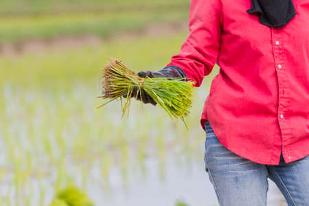 close-up hands of asian female farmer working paddy cultivation in the rice field, copyspaceの写真素材