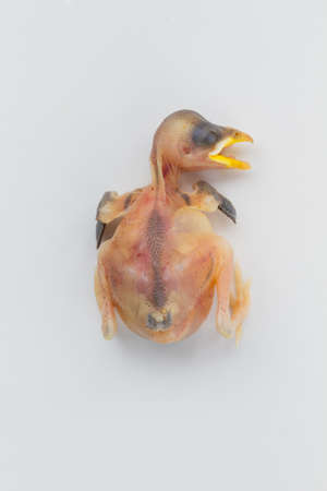 dead fledgling young bird over white background