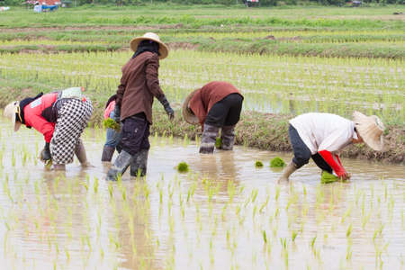 five farmers working rice planting in the field in Thailand.の写真素材