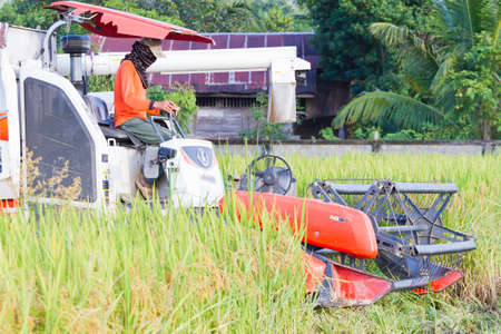 CHIANGRAI, THAILAND - OCTOBER 12: side view of unidentified asian man driving combine harvester on the rice field on October 12, 2017 in Chiangrai, Thailand.のeditorial素材