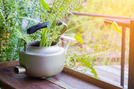 decorative plants in vintage kettle on wooden background with copyspaceの写真素材
