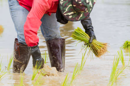 Close-up hands of asian female farmer in red shirt working paddy cultivation in the rice fieldの写真素材