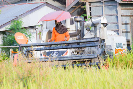 CHIANGRAI, THAILAND - OCTOBER 12: unidentified asian man driving combine harvester on the rice field...
