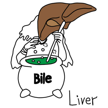 metaphor function of a liver to produce bile vector illustration sketch hand drawn with black lines, isolated on white background. Education Medical concept.
のイラスト素材
