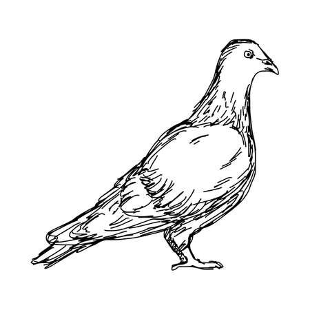pigeon vector illustration sketch doodle hand drawn with black lines isolated on white backgroundのイラスト素材