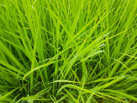Close-up green rice plant
