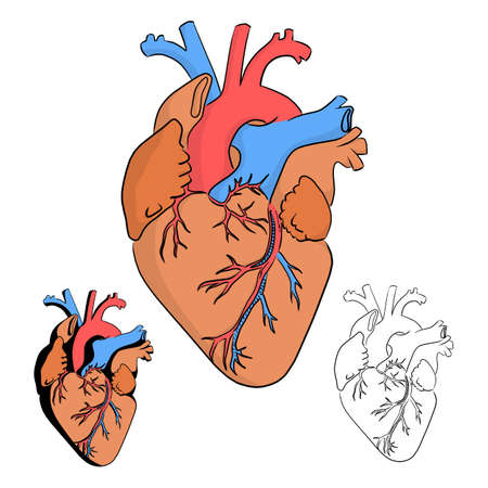 Anatomy of the human heart vector illustration sketch doodle hand drawn with black lines isolated on white backgroundのイラスト素材
