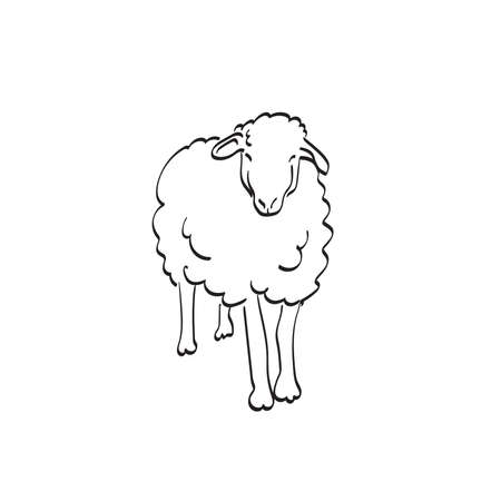 full length of sheep in front view illustration vector hand drawn isolated on white background line art.のイラスト素材