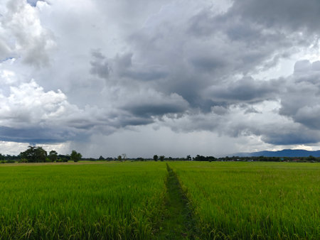 rain in background with rice field in foreground, Thailand