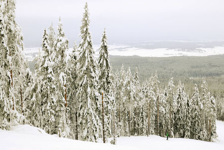 Dark winter landscape with snow covered treesの写真素材