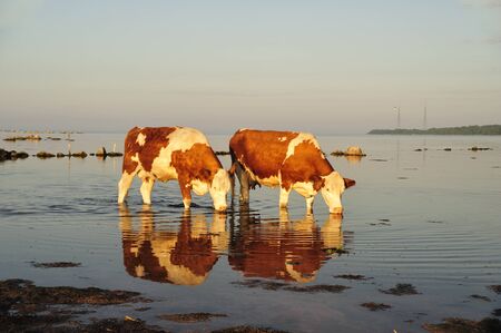 Thirsty cows in Swedenの写真素材