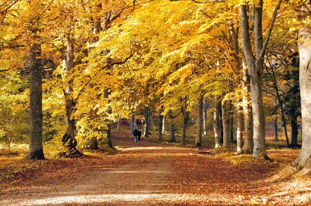Beech forest in golden foliageの写真素材