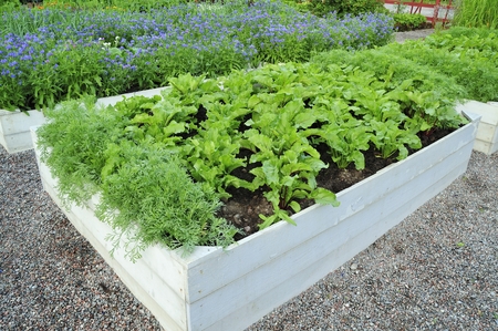 Organic Gardeningの写真素材