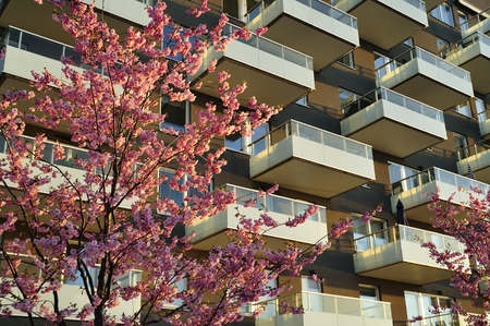 Windows and balconiesの写真素材