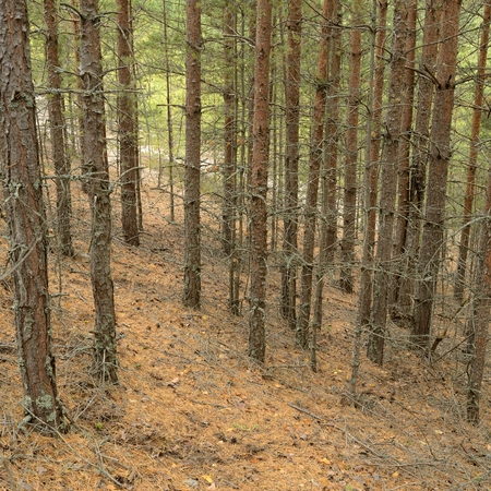 Many pine trunks in the forest