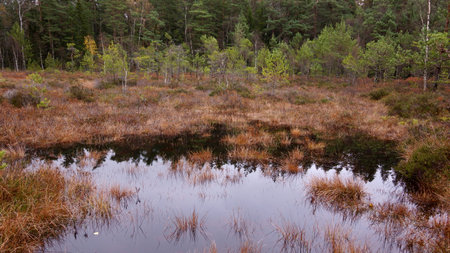 Mire with pine trees in autumnの写真素材