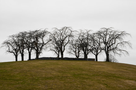 Elm grove at Woodland Cemetery in Stockholm, Sweden